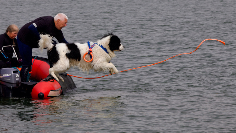 Hunde-Wasserarbeit; mit neuem Motor zu neuen Zielen