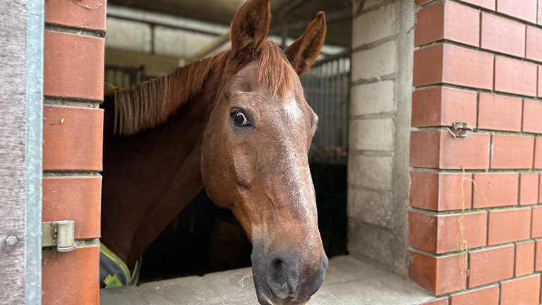 Zukunft auf vier Hufen