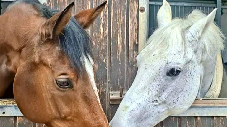 Ein neues Schulpferd für den Reitverein Böblingen