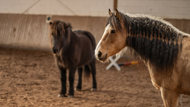 Start des neuen Bereiches der Hippotherapie