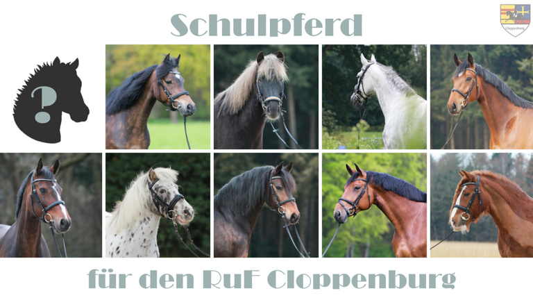 Schulpferd für den RuF Cloppenburg
