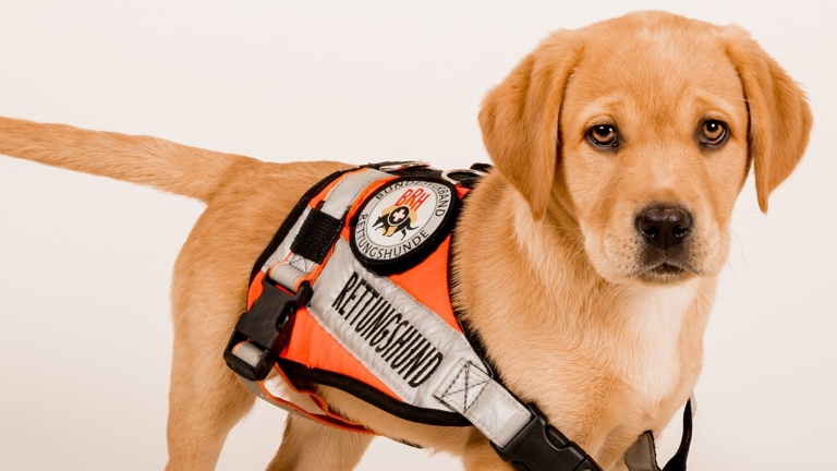 Fahrzeug für Rettungshunde