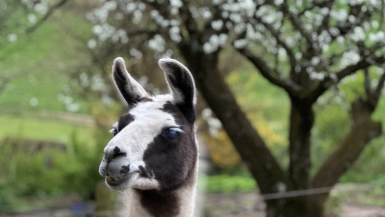 Lamas für die tiergestützte Therapie auf dem Birkenhof